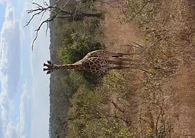 turistipercaso Giraffa