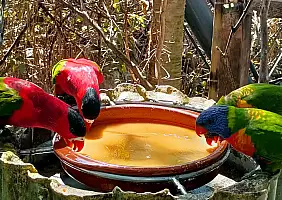 turistipercaso Loro_Parque_77_