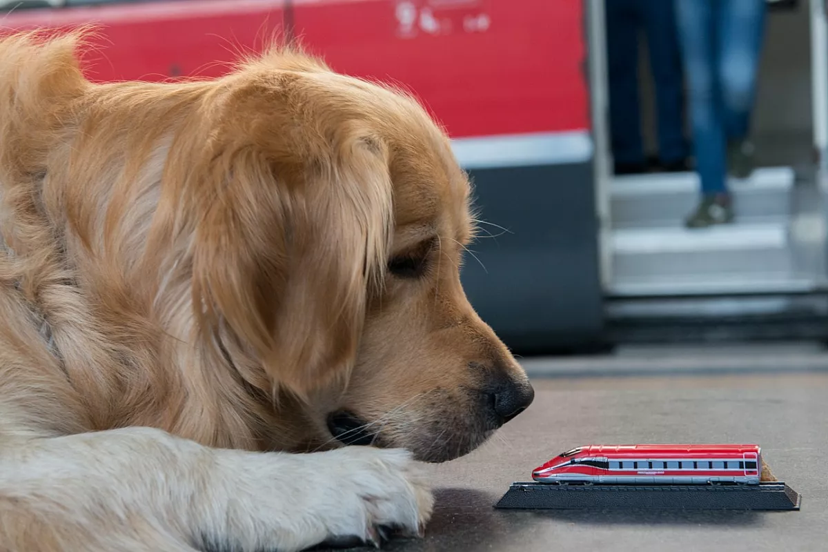 Trenitalia cani gratis