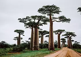 turistipercaso madagascar-graphic-node-yPSbirjJWzs-unsplash