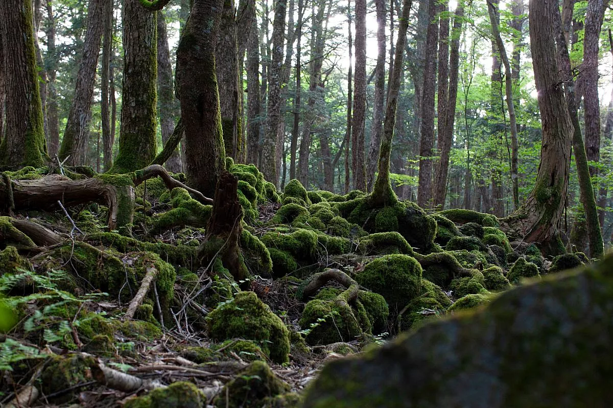 Foresta di Aokigahara, Giappone