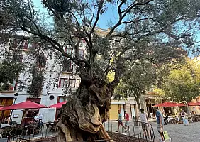turistipercaso ulivo