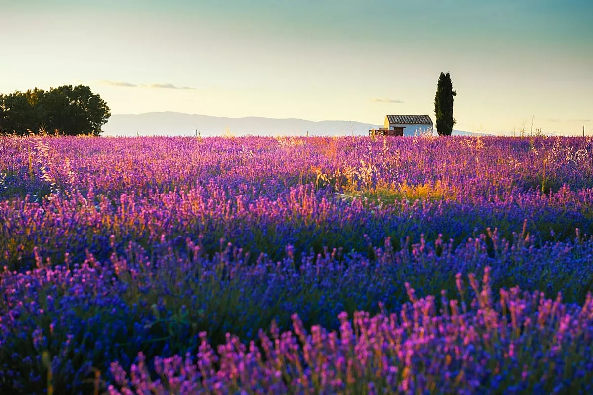 valensole