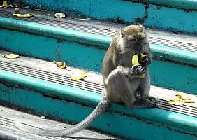 turistipercaso Scimmia_Batu_caves