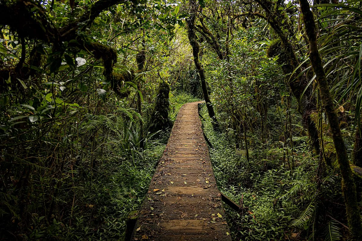 La foresta di Bélouve