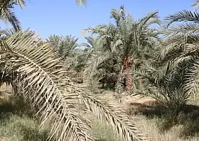 turistipercaso Siwa_palmeto