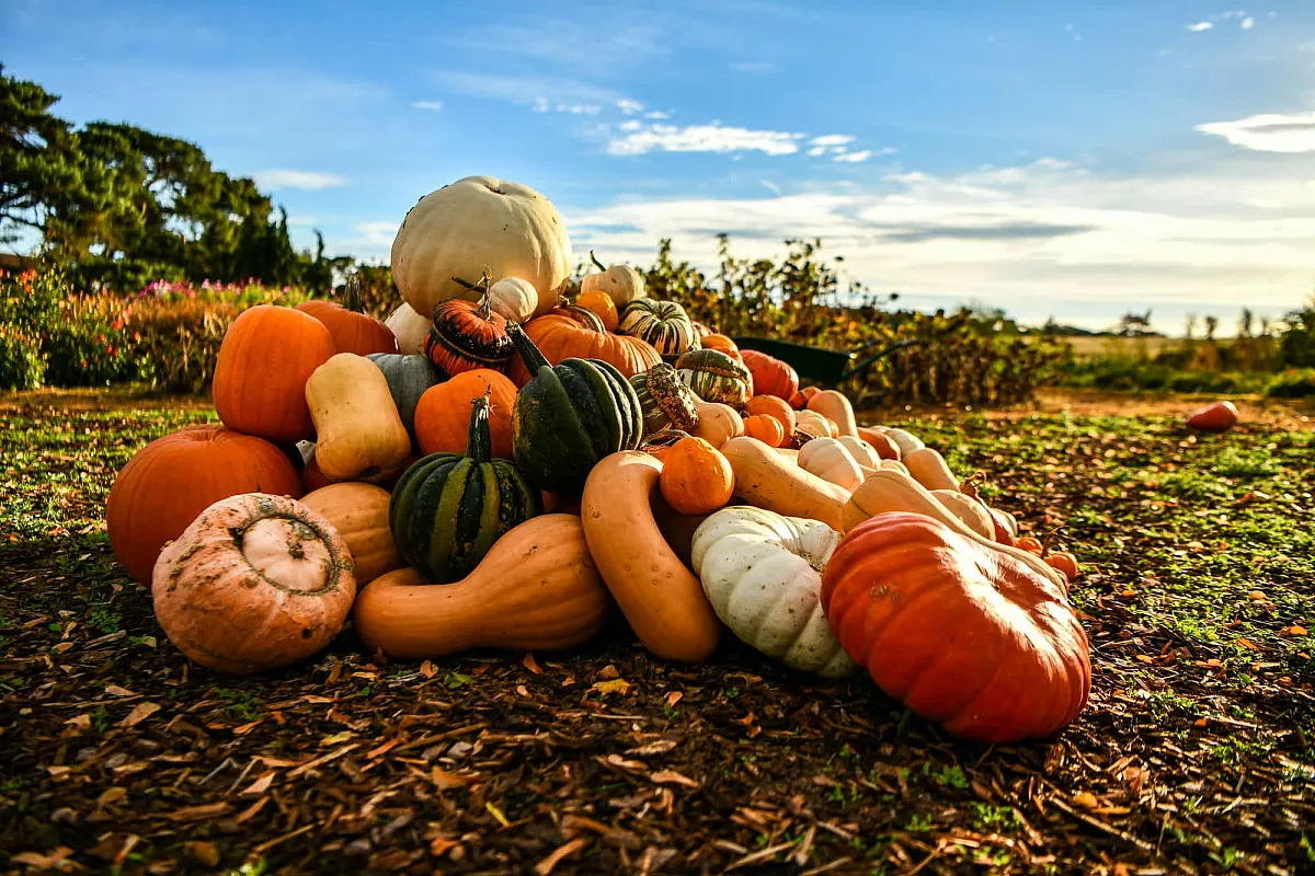 campi di zucca