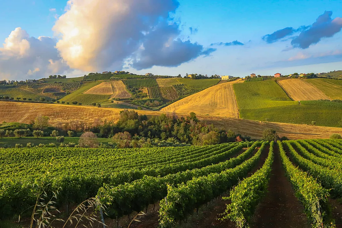 loro piceno vino cotto