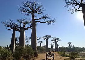 turistipercaso viale_baobab_giorno