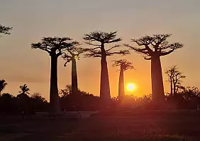 turistipercaso viale_baobab_tramonto