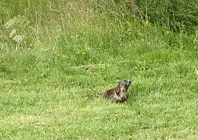turistipercaso 7 - Sesto giorno - La marmotta della Val Duron