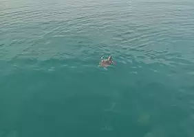 turistipercaso Tartaruga