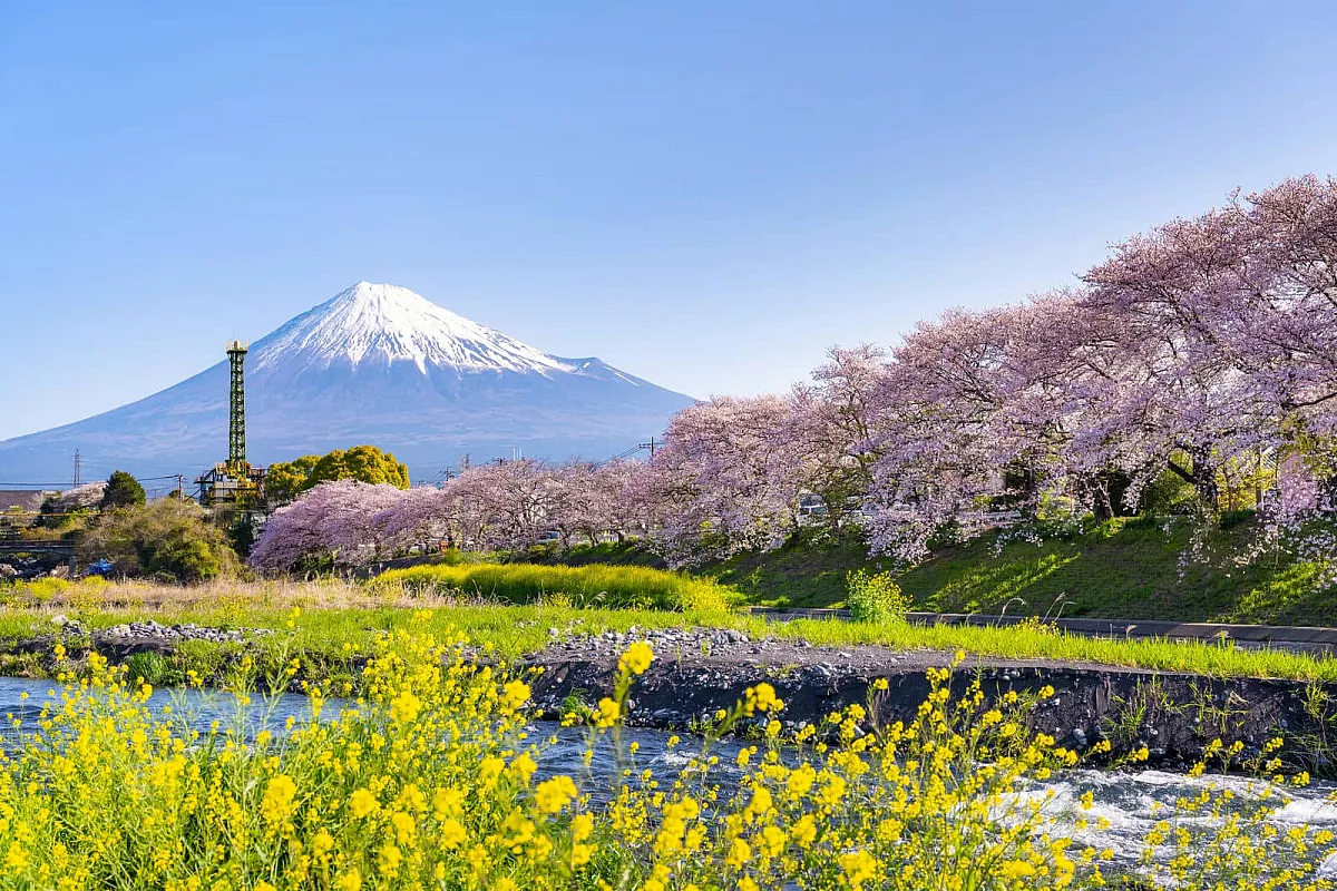 hanami 2026