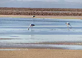 turistipercaso Fenicotteri_alla_Laguna_Chaxa