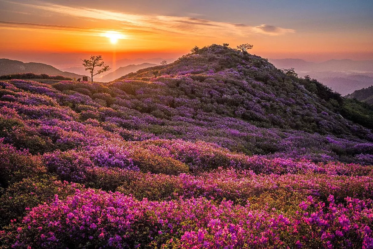 Corea del Sud