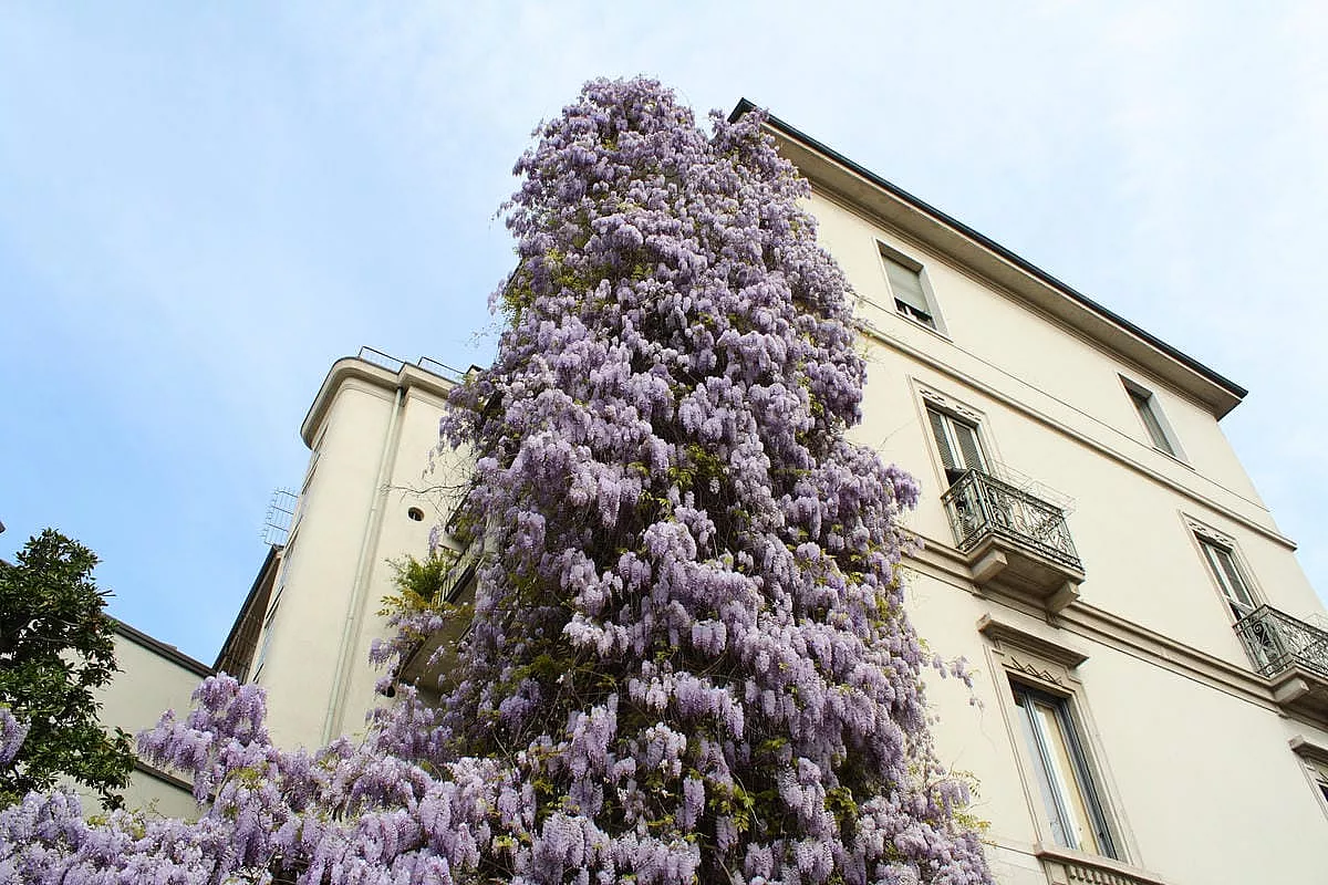 Glicini a Milano