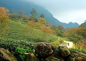 turistipercaso oolong_tea_hills_1_