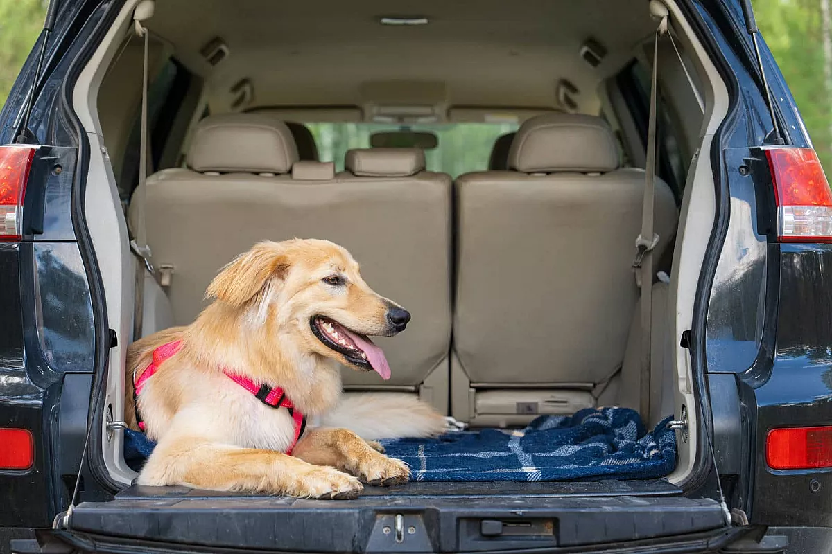 viaggi con animali