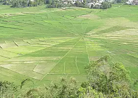 turistipercaso 387_Ruteng_Spider_Web_Rice_rid_