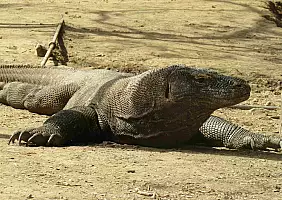 turistipercaso 567_Komodo_Natural_Park_rid_
