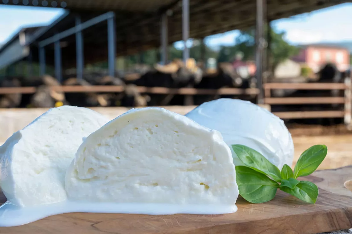Campania, storia e tradizione della Mozzarella di bufala: è uno dei formaggi più amati al mondo