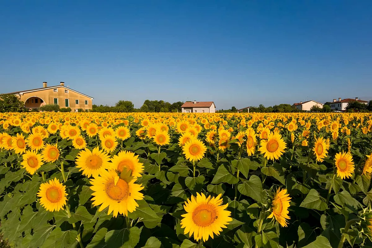 campi di girasole a Treviso
