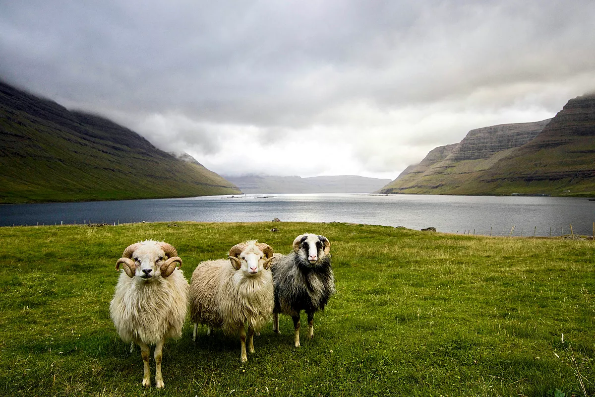 Isole Faroe: trekking e birdwatching nell’arcipelago “delle pecore”
