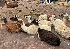turistipercaso lama