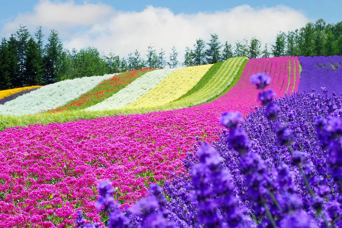 Furano